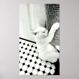 Segure ali Poster de Gato Preto e Branco