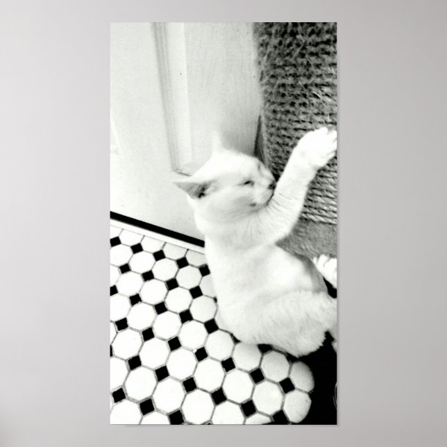 Segure ali Poster de Gato Preto e Branco (Frente)