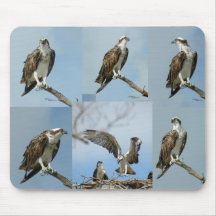 Seis fotos Mousepad do pássaro do Osprey