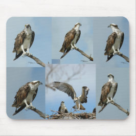 Seis fotos Mousepad do pássaro do Osprey