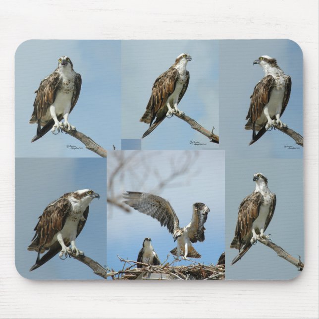 Seis fotos Mousepad do pássaro do Osprey (Frente)