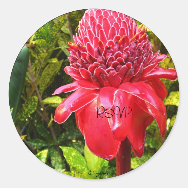 Selantes/ adesivos de Envelope RedTorch Ginger (Frente)