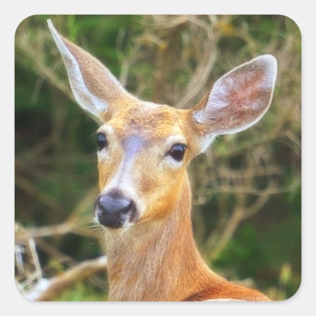 Selo do veado / Vinheta / Etiqueta (Frente)