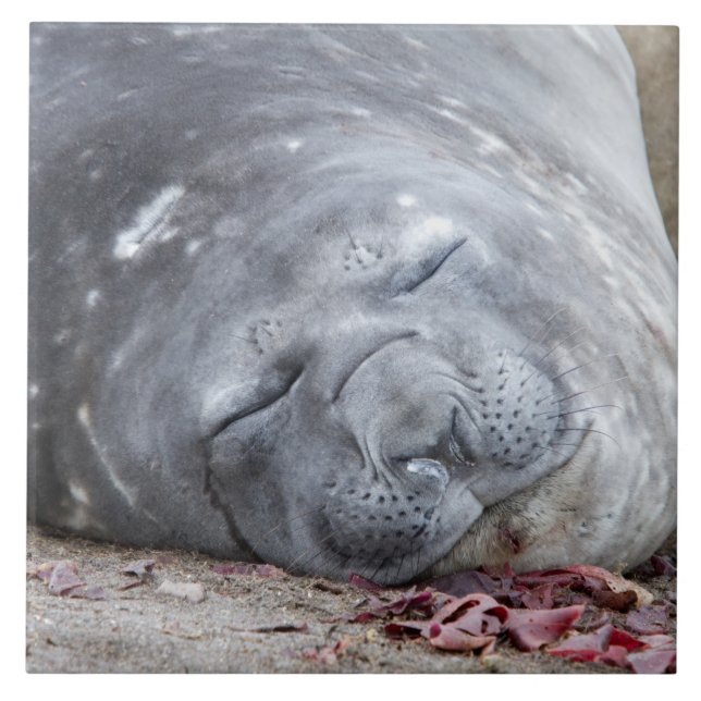 Selo elefante dormente (Frente)