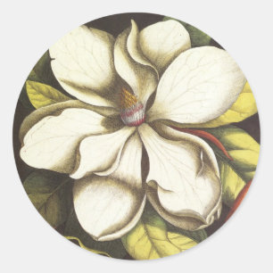 Selo floral do envelope da etiqueta da magnólia