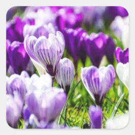 Selos e Adesivos Envelope Crocus Roxo