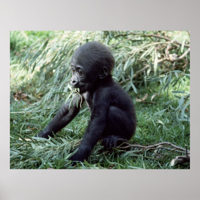 Selvagens - Poster de encerramento do Baby Gorilla (Frente)
