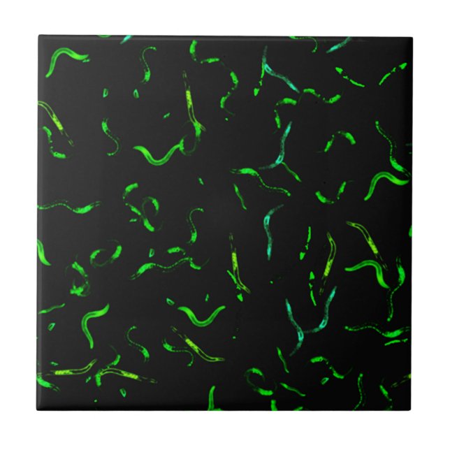 Sem-fins de GFP (Frente)
