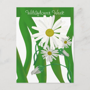 Semana da Flor Silvestre Cartão Postal Margarida