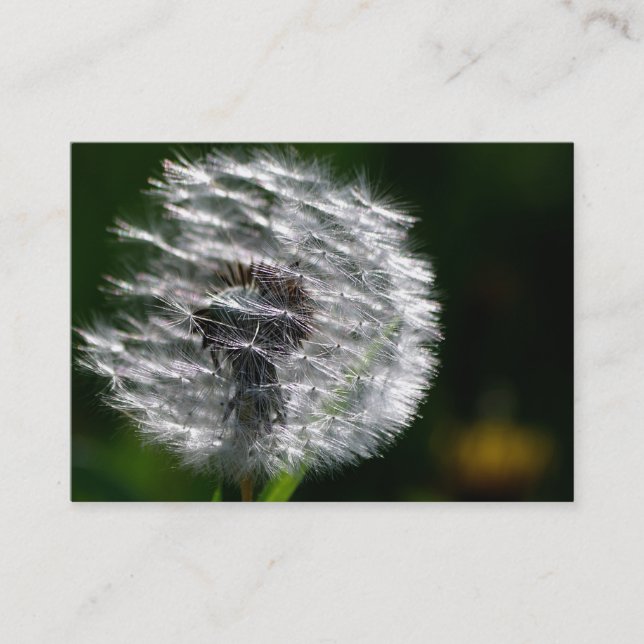 Semente de Dandelion Head - Cartão de visita (Frente)