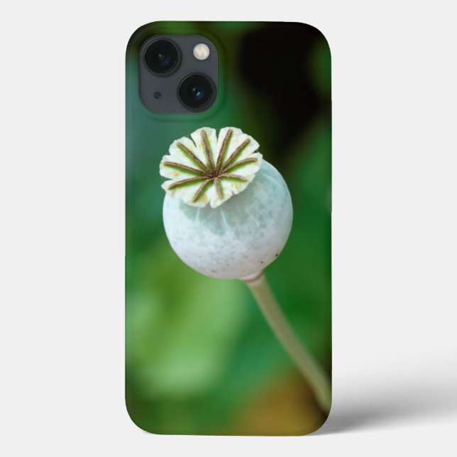 Sementes de Flor Poppy, Cabo Ocidental (Verso)