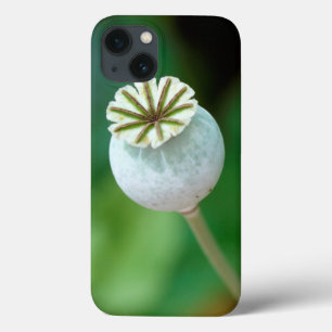 Sementes de Flor Poppy, Cabo Ocidental