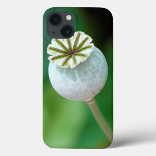 Sementes de Flor Poppy, Cabo Ocidental