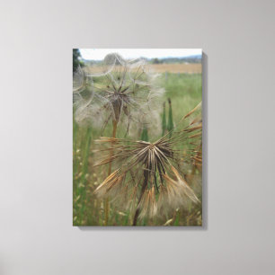 Sementes do Salsify em canvas do campo