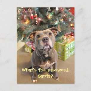 Senha de Pitbull para o cartão do Natal do papai