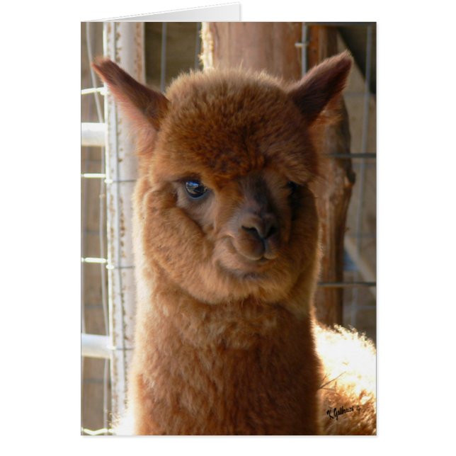 Senhora Jackie Cartão da alpaca (Frente)