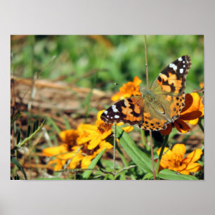 Senhora pintada Borboleta no impressão do Zinnia