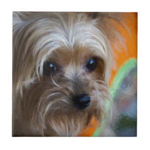 Senhora yorkshire terrier