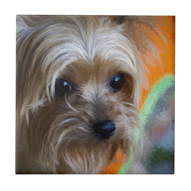 Senhora yorkshire terrier (Frente)