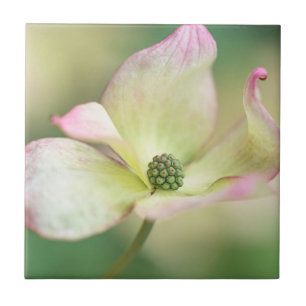 Senhorita Satomi' de Kousa do Cornus da flor do