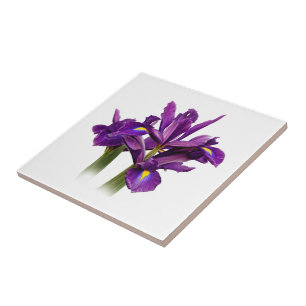 Sensação elegante do roxo da íris holandesa