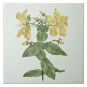 Sensação-Esforço (quartinianum do Hypericum) (w