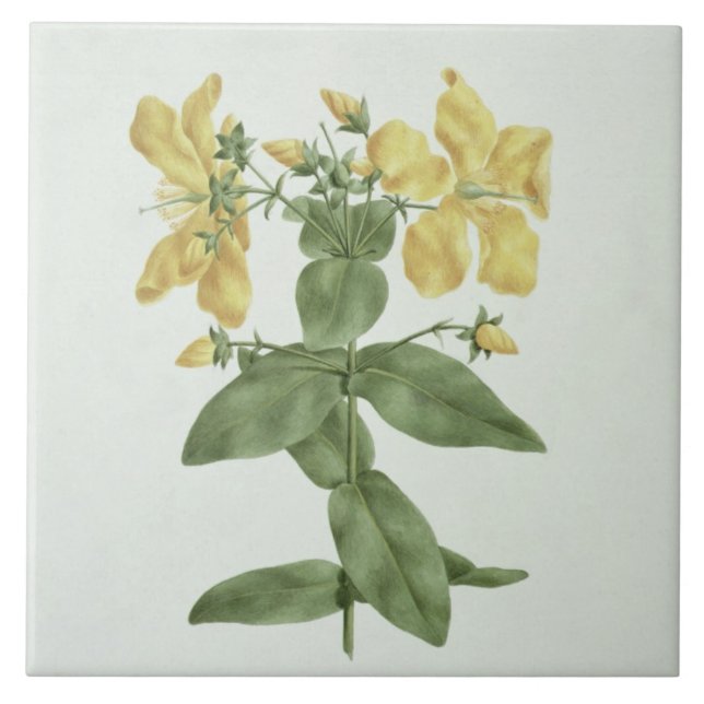 Sensação-Esforço (quartinianum do Hypericum) (w/c (Frente)
