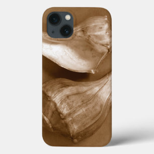 Sensual Shells
