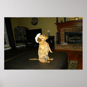Sentado Bonito Dachshund Frame Poster