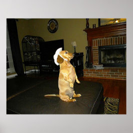 Sentado Bonito Dachshund Poster