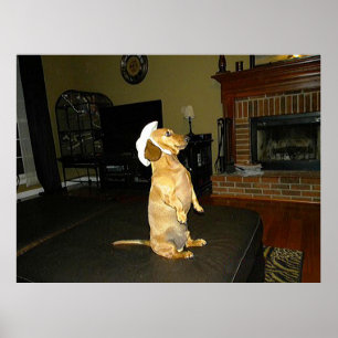 Sentado Bonito Dachshund Poster