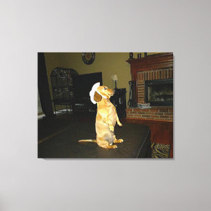 Sentado Bonito ou assistindo a Canvas do Dachshund