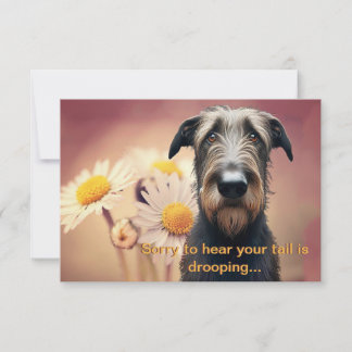 Sente-se melhor em breve Wolfhound irlandês