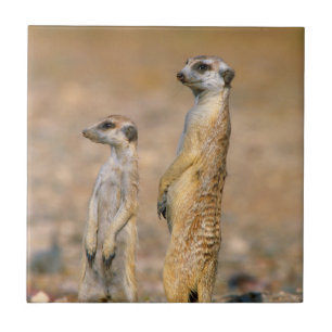 Sentinelas de Meerkat (Suricata Suricatta), Karas