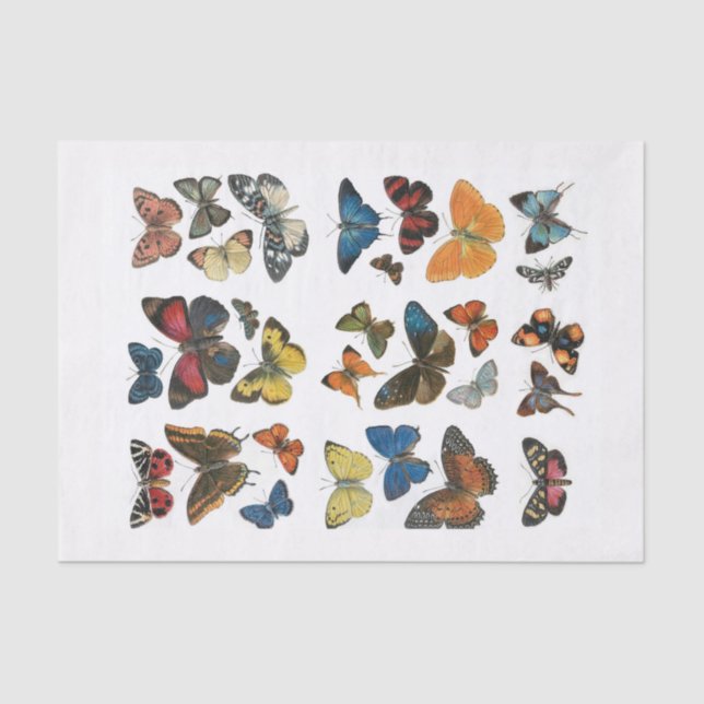 Separação da borboleta de Papel Tecido (Frente )