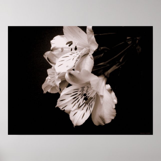 Sepia Alstroemeria Lily Poster (Frente)