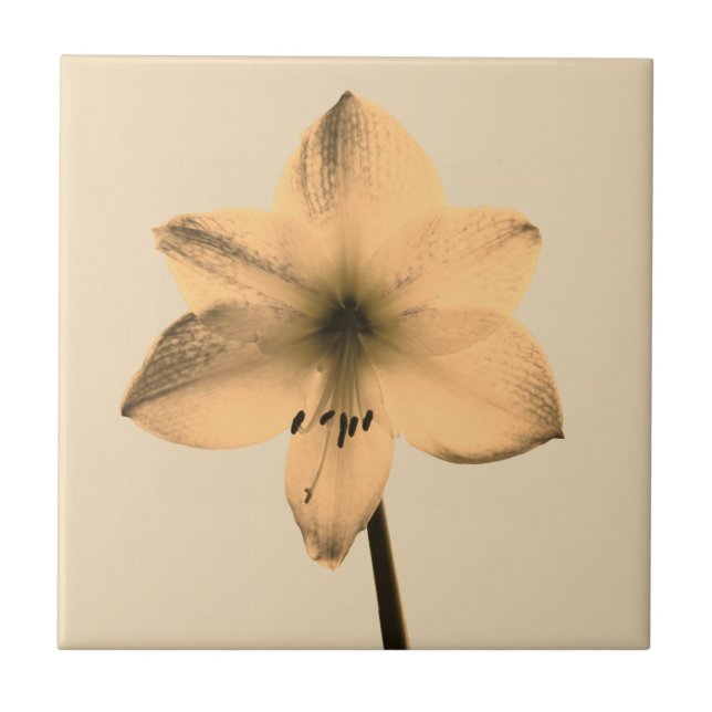 sepia amaryllis (Frente)
