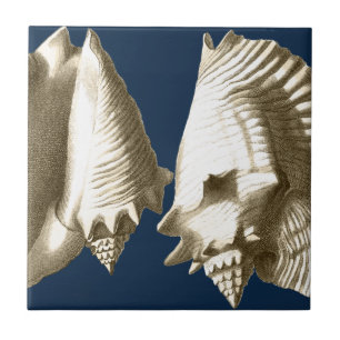 Sepia Conch Seashells