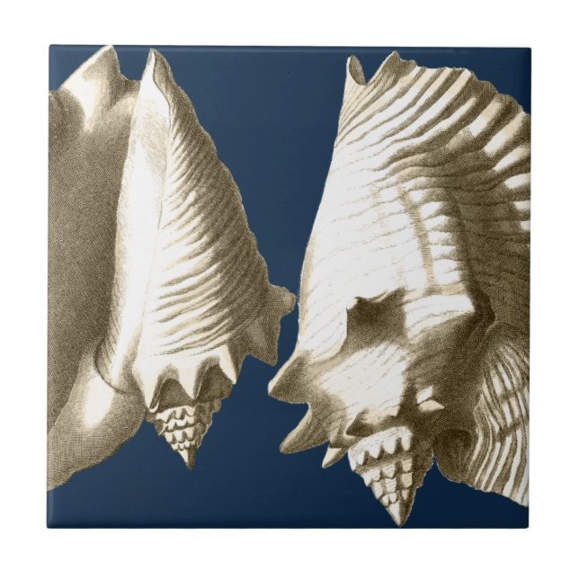 Sepia Conch Seashells (Frente)