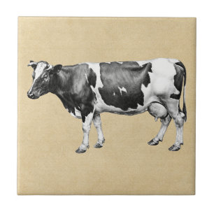 Sepia da vaca de leiteria