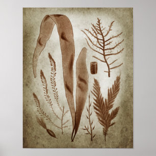 Sepia Seaweed Impressão no.2 Lake House Art