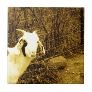 Sépia tom Goat