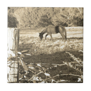 Sepia tone Cavalo castanho e cerca