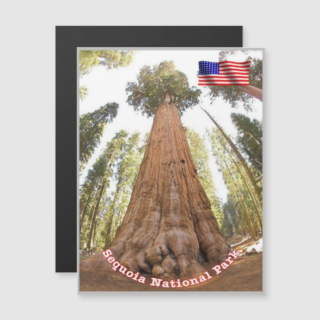 Sequoia - General Sherman Tree - Estados Unidos - (Frente/Verso)