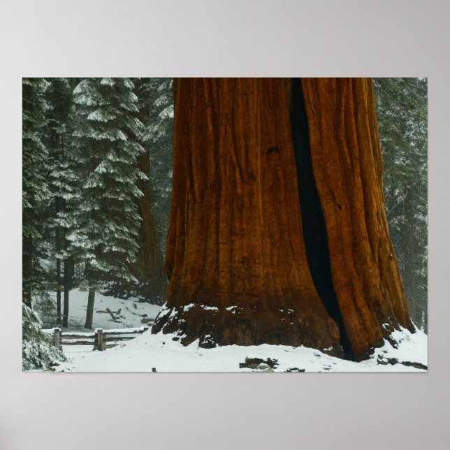 Sequoia Poster (Frente)