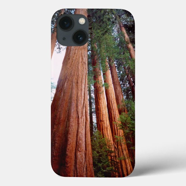 Sequoia Sequoia Sequoia (Verso)