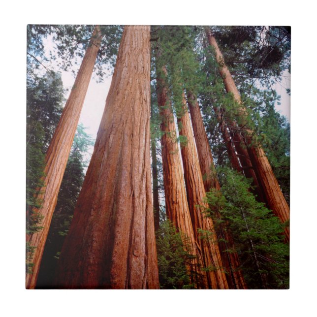 Sequoia Sequoia Sequoia (Frente)