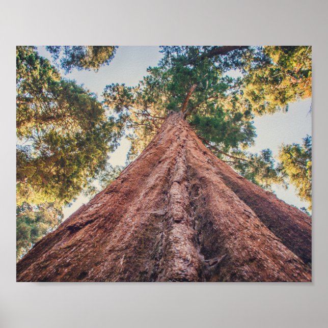 Sequoia Shrine | POSTER (Frente)