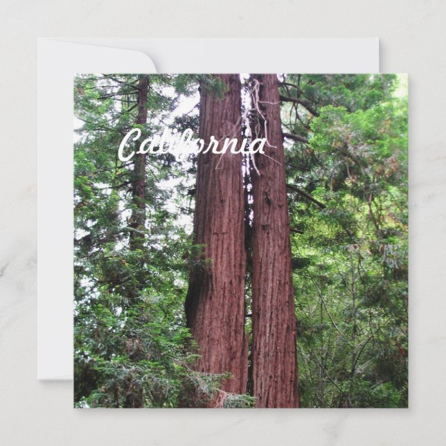 Sequoias (Frente)