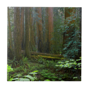 Sequóias em Muir Woods National Park